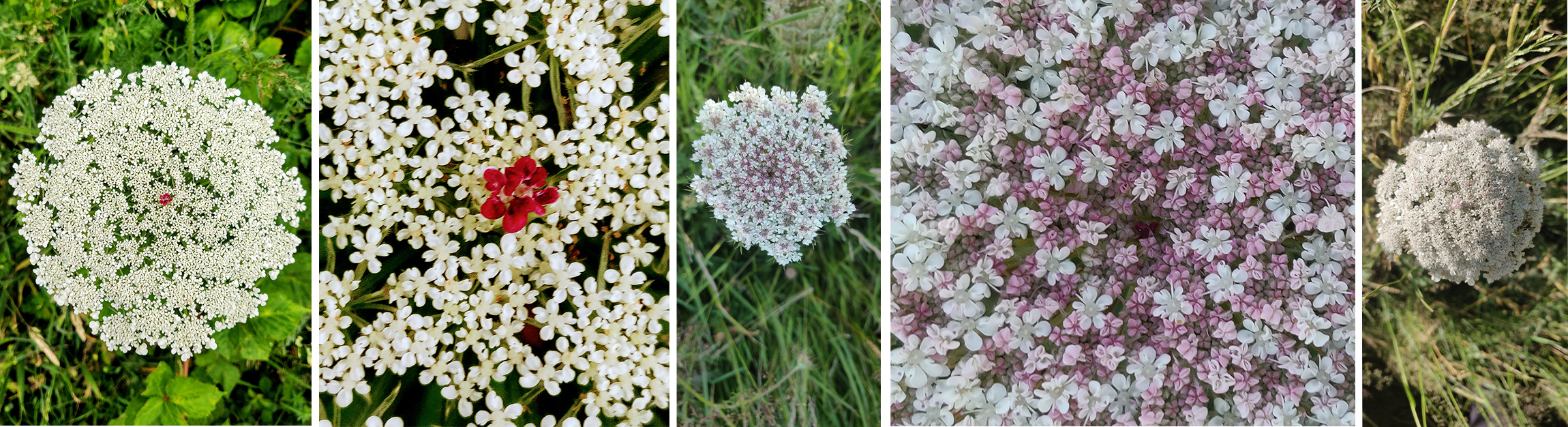 Wild Carrot photos